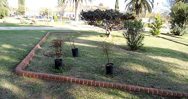 Trabajos de forestación en la Plaza Héroes de Cochicó