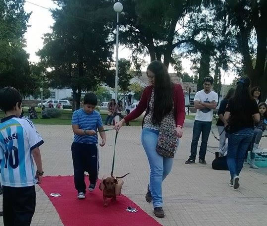 Actividades del Día del Animal