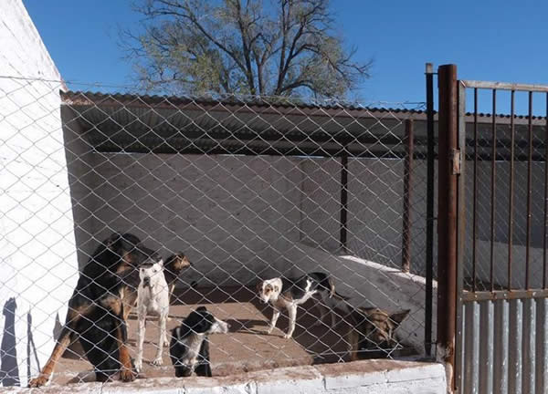 Se inauguró el Hogar Canino Municipal